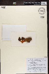 Solorina crocea image