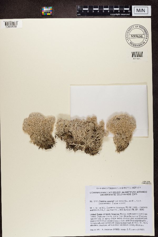 Cladina evansii image