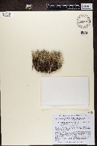 Cladina macaronesica image