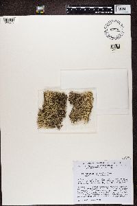 Cladonia portentosa image