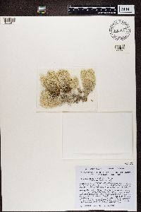 Cladonia stellaris image