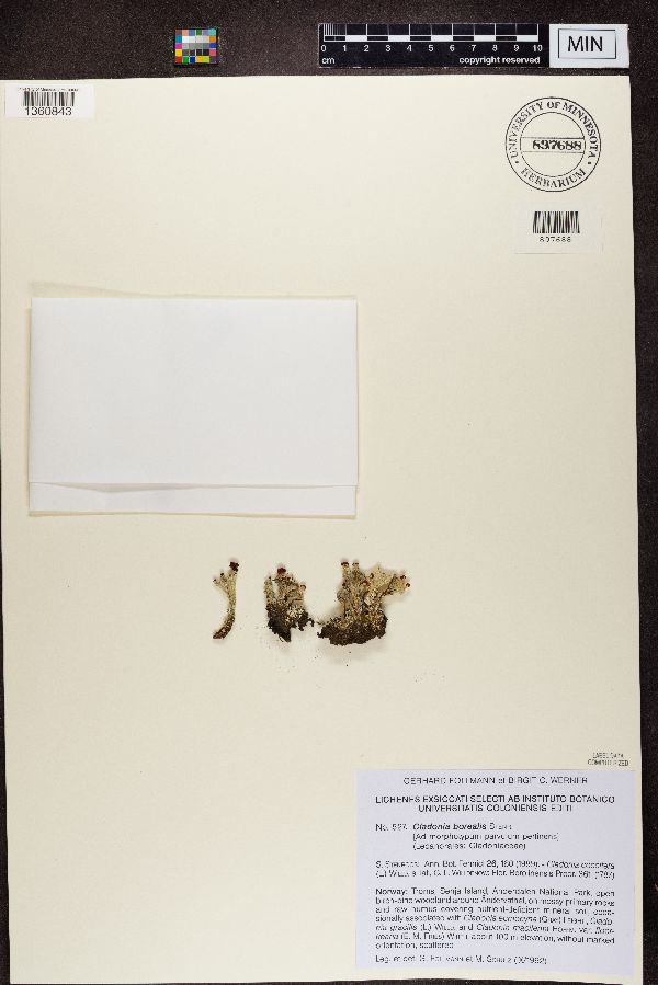 Cladonia borealis image