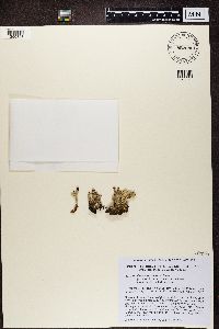 Media resource of Cladonia borealis