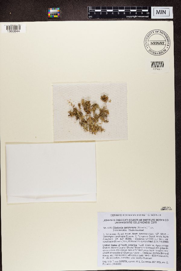 Cladonia caroliniana image