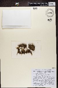 Cladonia phyllophora image