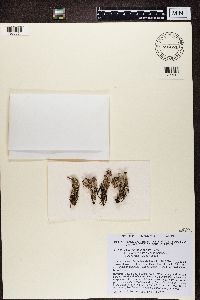 Cladonia phyllophora image