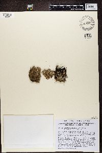 Cladonia squamosa image