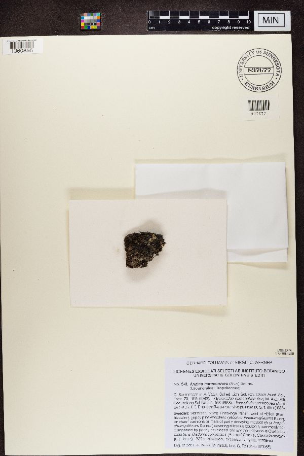 Arthrorhaphidaceae image