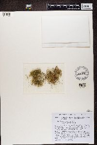 Chaenotheca furfuracea image
