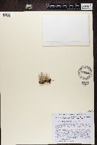 Cladonia ramulosa image