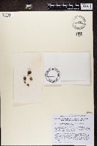 Media resource of Peltula patellata