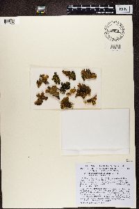 Pseudocyphellaria crocata image