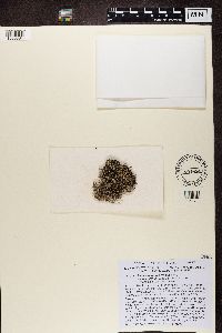 Stereocaulon vesuvianum image