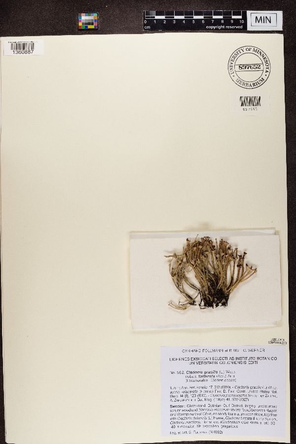 Cladonia gracilis subsp. turbinata image