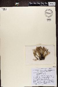 Cladonia gracilis image