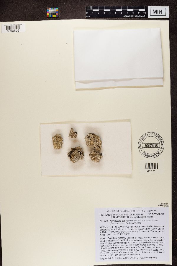 Pertusaria albescens image