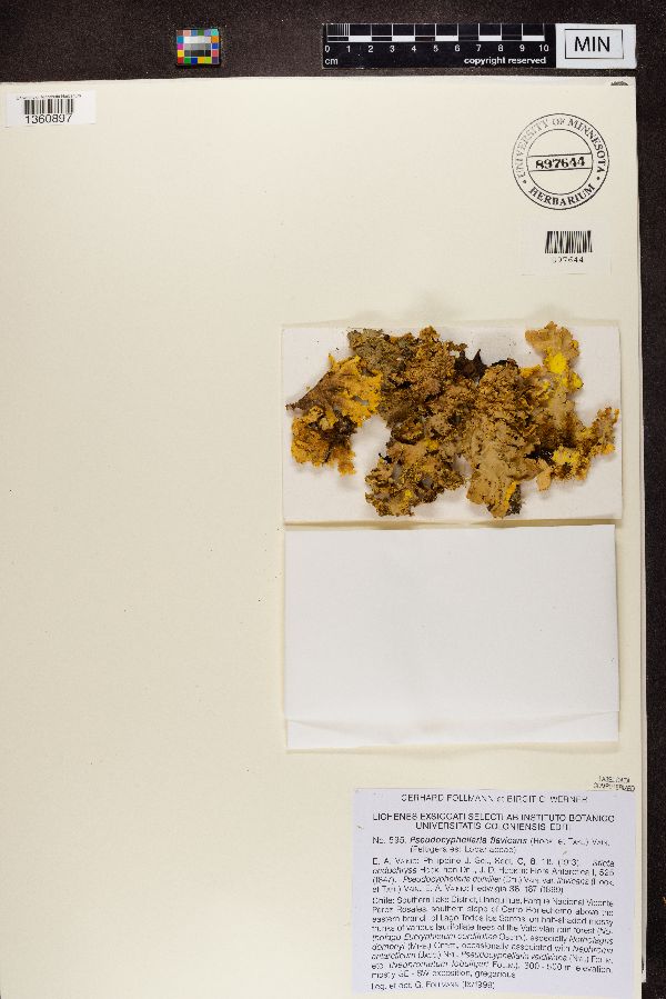 Pseudocyphellaria flavicans image