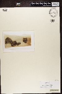 Sclerophora pallida image