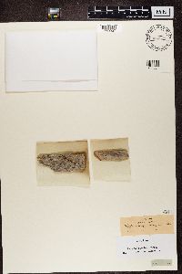 Calicium salicinum image