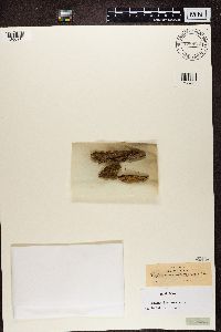 Calicium adspersum image