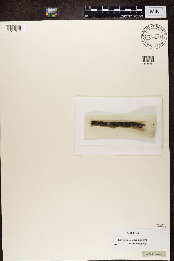 Stenocybe pullatula image