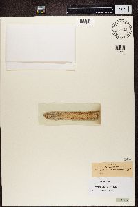 Mycocalicium subtile image
