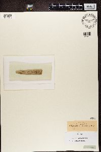 Chaenotheca trichialis image