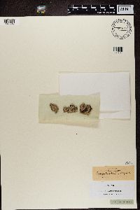 Lecanactis abietina image
