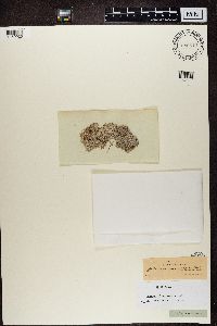 Lecanactis abietina image