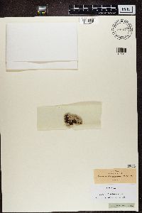 Lecanactis abietina image