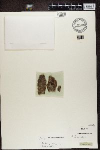 Lecidea turgidula image