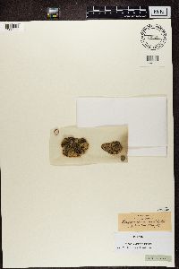 Lecidea enteroleuca image