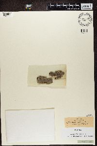 Alyxoria varia image