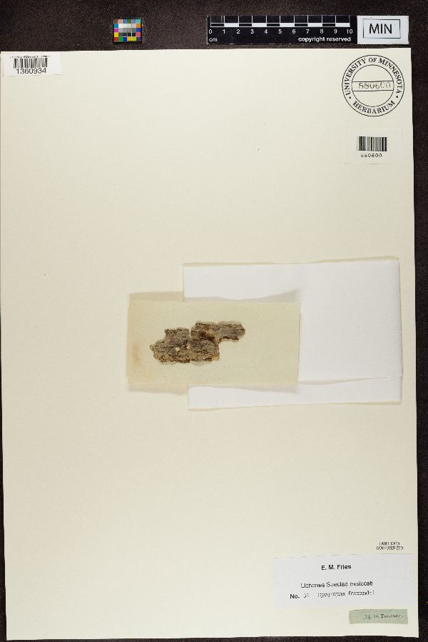 Opegrapha forsandri image