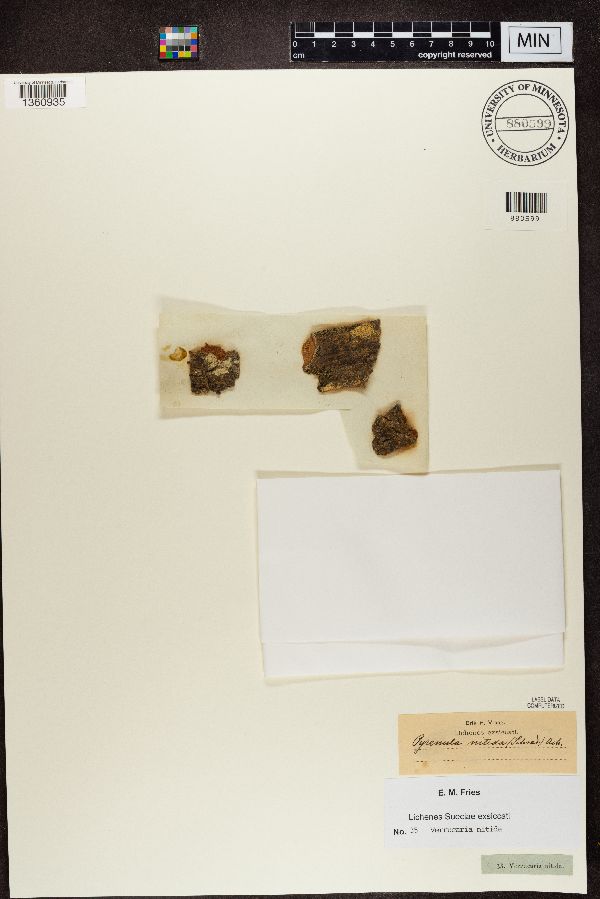 Verrucaria nitida image