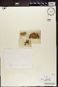 Thelotrema lepadinum image