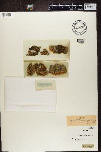 Blastenia ferruginea image