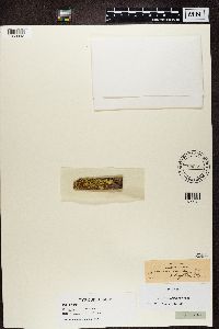 Psilolechia lucida image