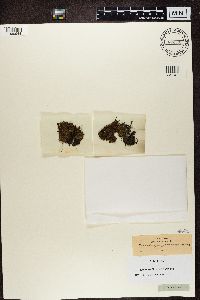 Bacidia bagliettoana image