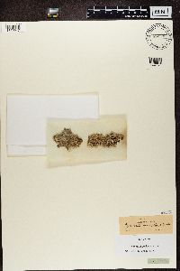 Gyalecta ulmi image