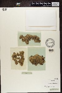 Arctoparmelia centrifuga image