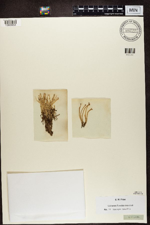 Cladonia gracilis image