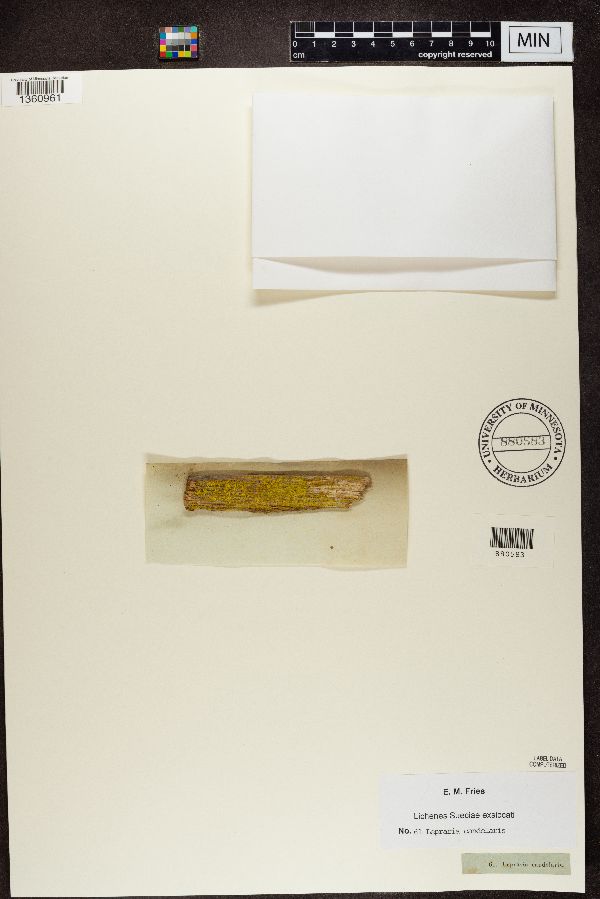 Lepraria candelaris image