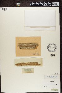 Lecanora expallens image