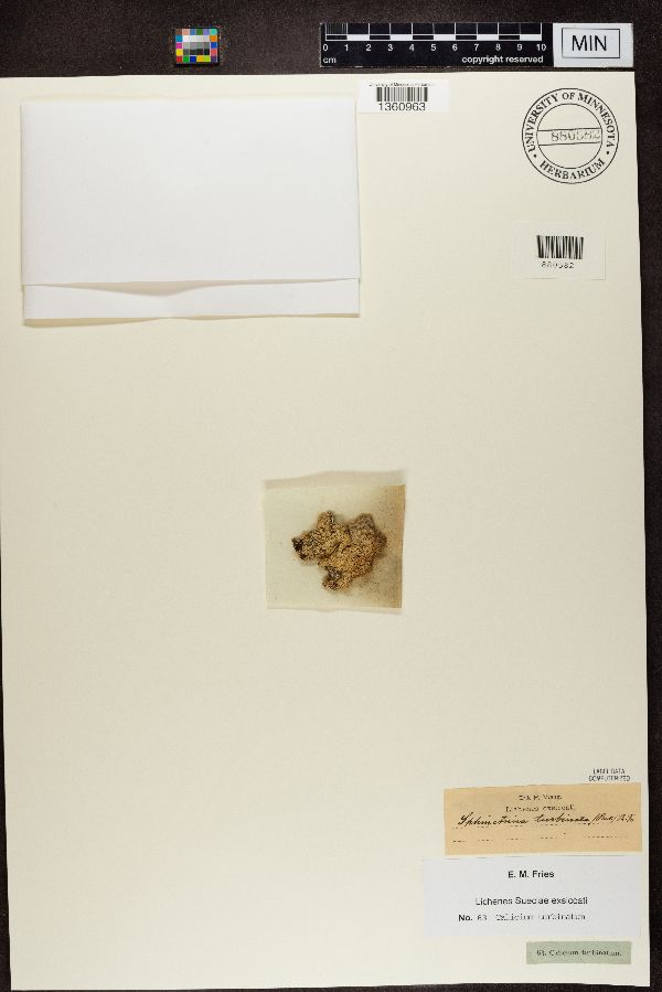 Calicium turbinatum image