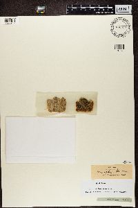 Arthonia atra image