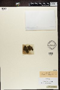 Degelia plumbea image