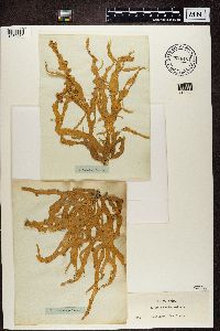 Ramalina fraxinea image