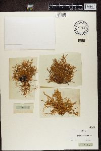 Ramalina farinacea image