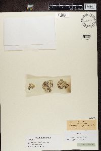 Lepraria membranacea image